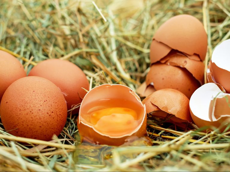 Eier aus eigener Haltung sowie aus Freilandhaltung in Notzing